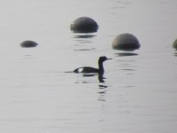 Pelagic Cormorant.jpg