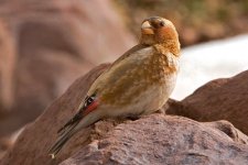 Crimson-winged-Finch_web.jpg