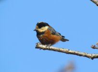 Varied Tit.jpg