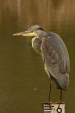 Heron.jpg