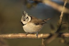 Crested Tit gar 1.jpg