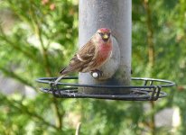 redpoll2.jpg