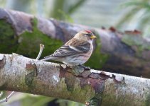 redpoll3.jpg