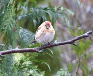 redpoll4.jpg