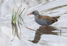 water rail 3 copy.jpg