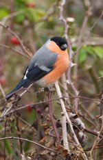 bullfinch 2 copy.jpg