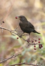 blackbird 2 copy 3.jpg