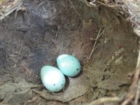 Song Thrush Eggs.JPG