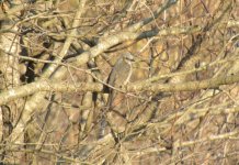 Brown-eared Bulbul.jpg