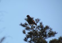 Common Buzzard.jpg