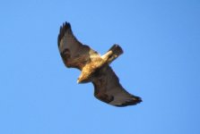 Common Buzzard 2.jpg