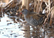 water rail 2 copy.jpg