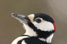 Great Spotted Woodpecker lab 5.jpg