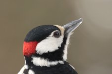 Great Spotted Woodpecker lab 6.jpg