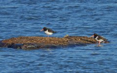 Oystercatchers.jpg