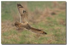 Short-eared Owl A.Dancy cr 22nd February 2011 169 copy.jpg