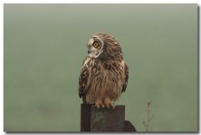 Short-eared Owl A.Dancy cr 22nd February 2011 299 copy.jpg