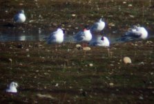 med gull3.JPG