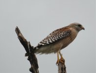 Red shouldered Hawk.jpg