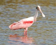 Roseate Spoonbill.jpg