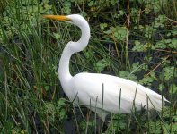 Great Egret.jpg