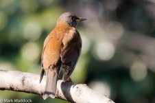 10286_Pale Thrush.jpg