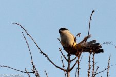 10307_Long-tailed Shrike.jpg