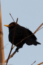 10355_Blackbird.jpg