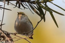 10305_Pallas's Warbler.jpg