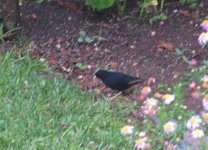 Purple-Indigobird.jpg