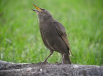 European Starling (Adolescent) [Sturnus vulgaris] A010.jpg