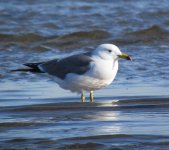 Black-tailed gull.jpg