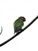 Long-tailed Parakeet.jpg