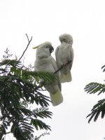 Sulphur-crested Cockatoo and Tanibar Corella.jpg