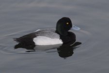 greater scaup.JPG