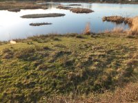 1.Amy's scrape grassy area in front of east hide (2).JPG