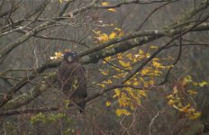 DSCN9000 Crested Serpent Eagle bf.jpg