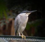 DSCN9008 Striated Heron 1 bf.jpg