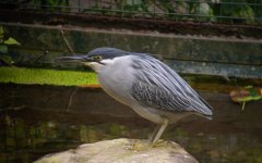 DSCN9008 Striated Heron 2 bf.jpg