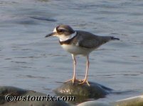 longbilledPlover.jpg