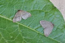 Northern Winter Moth and Winter Moth.jpg