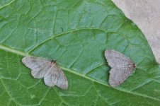 Northern Winter Moth and Winter Moth2.jpg