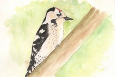 lesser-spotted-woodpecker-small.jpg