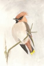 waxwing-small.jpg