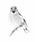 Hawfinch - Copy.jpg