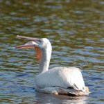 White Pelican 2.jpg