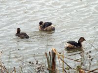 Little Grebe 1_filtered_resized.jpg