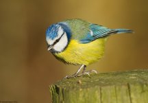 BlueTit1OM800.jpg