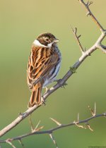 ReedBunting2OM800.jpg