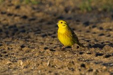 Yellowhammer1OM800.jpg